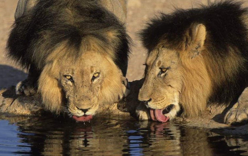 Kgalagadi Transfrontier Park, Northern Cape, South Africa